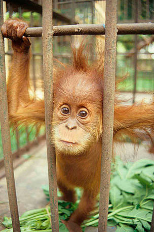My Encounter with Orangutans – Ma Rencontre avec les Orang-outans